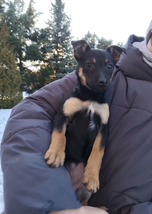 Oddam piękne szczeniaczki w dobre ręce