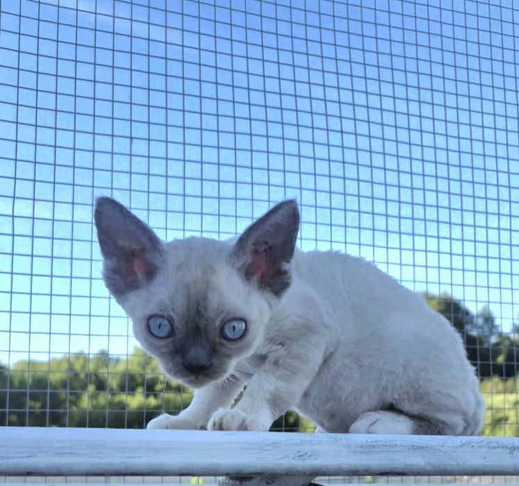 Śliczny mały devon rex FPL -  możliwość rezerwacji