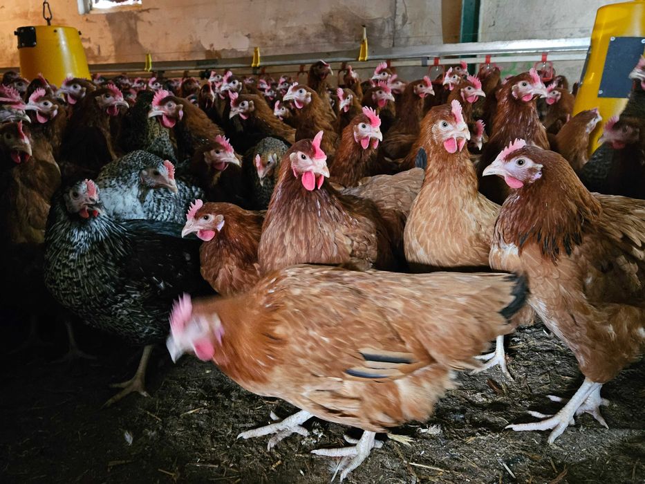 Kurki kokoszki nioski Rosa brazowa odchowana dostawa Gratis