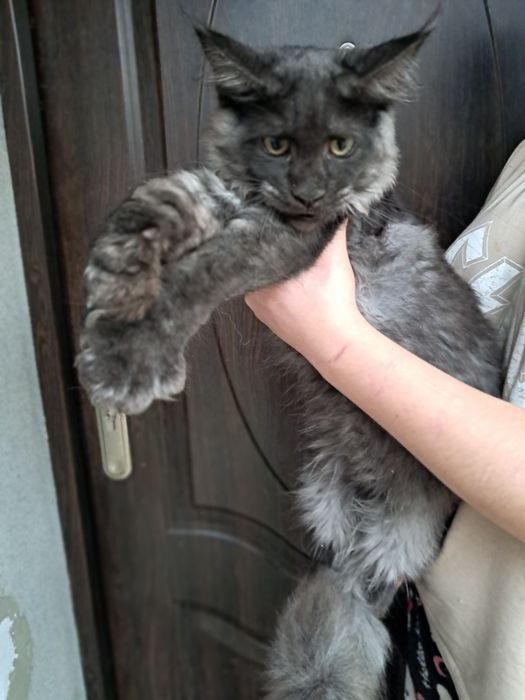 Kocurek czarny dymny
