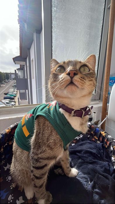 ADOÇÃO RESPONSÁVEL – MIMO & FELÍCIA