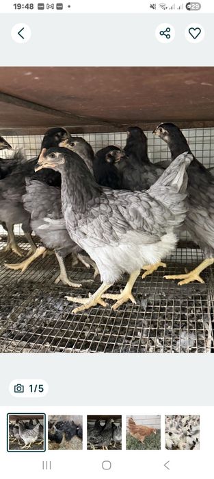 Курочки підрощені породи Домінант