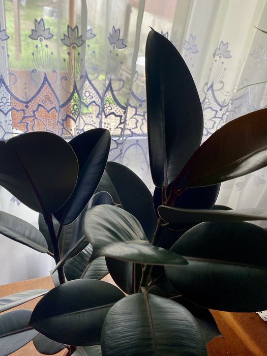 Продам фікус на дві гілки