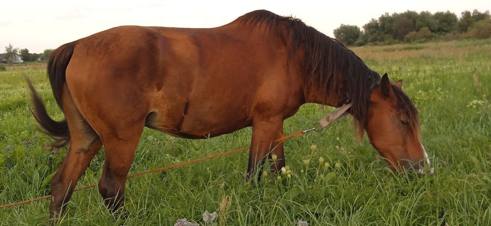 Кобила 26 років на м'ясо