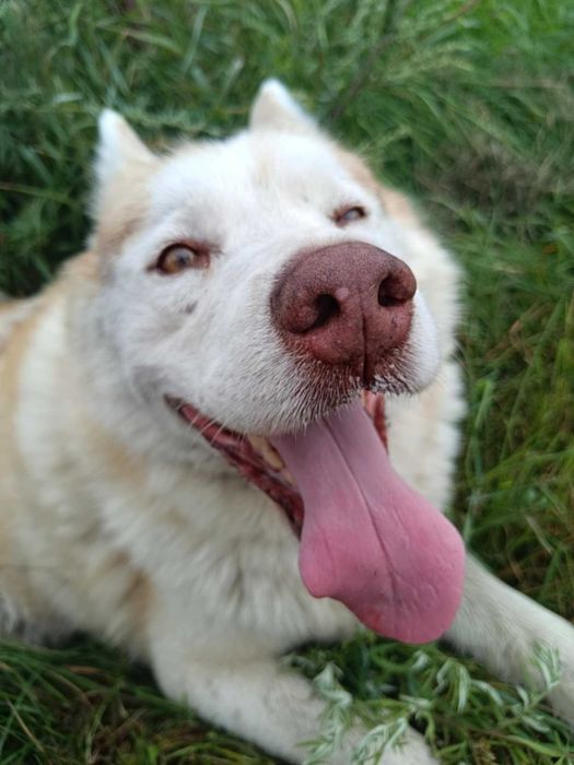 Misiek łagodny pies husky adopcja