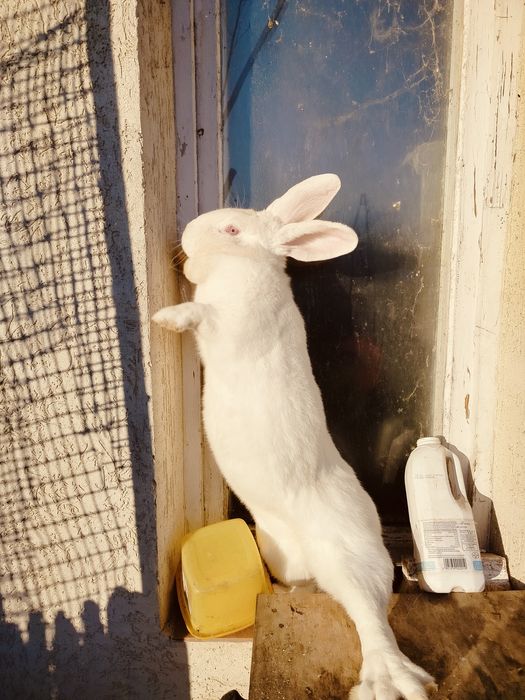 Królik  samica młoda  nowozelandzki biały termondzki, dziewica