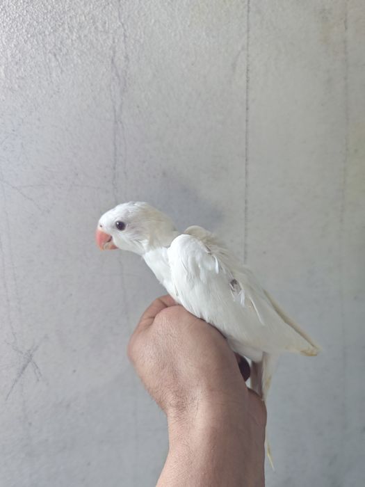 Ring Neck (psittacula krameri)