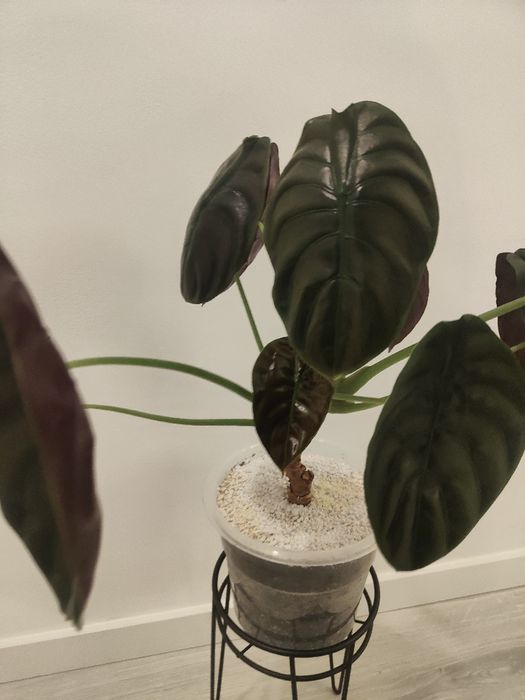 Alocasia cuprea // planta interior