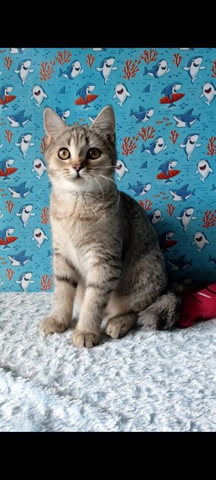 Дівчинка скотіш страйт.