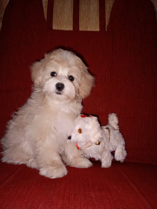 Мальчики мальтипу ф1