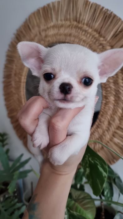 Chihuahua Krótkowłosy Chłopczyk ZKwP FCI