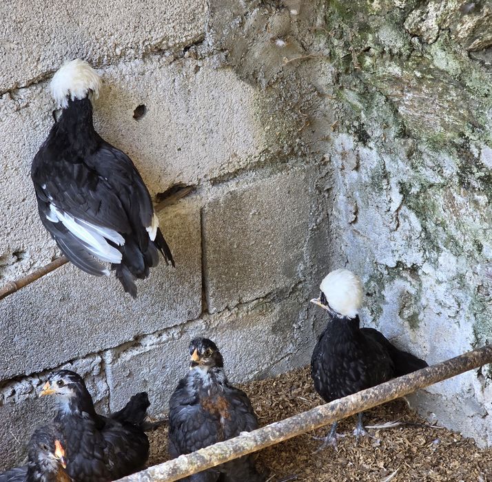 Casal de paduanas pretas com a poupa branca