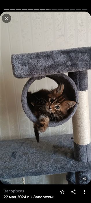 Комплекс для кошки