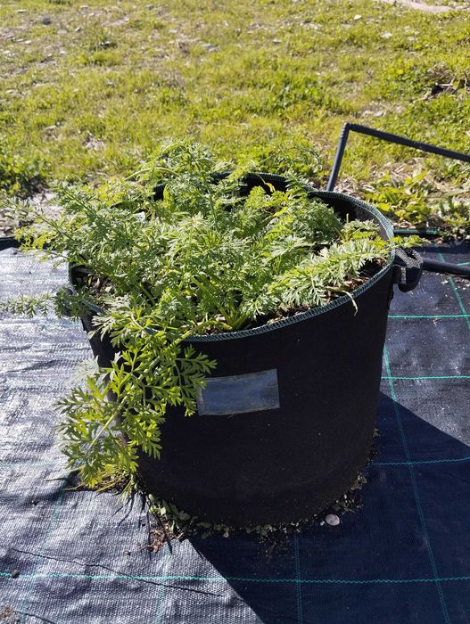 Sacos de cultivo 30l