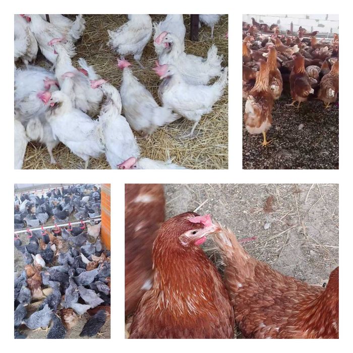 Продам кури несушки! Доставка безкоштовна. Бобринець!