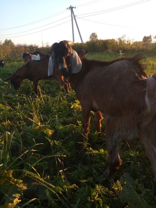 Коза молода погуляна