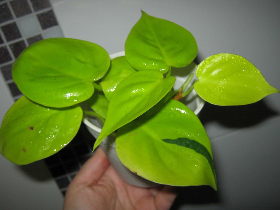 Филодендрон пинк принцесс марбл вайт принцесс империал ред детки от100