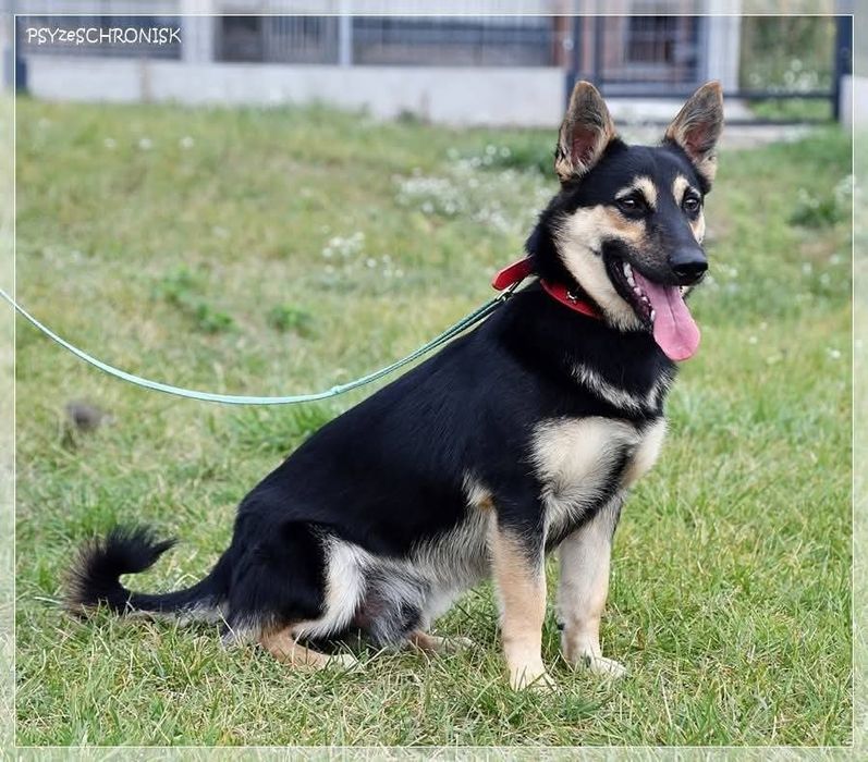 Malutki psi ideal do adopcji