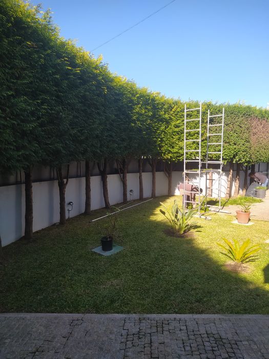 Poda de árvores e sebes