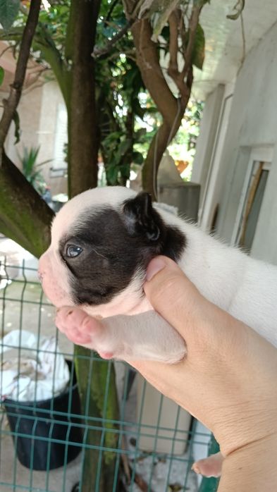 bulldog francês pirata