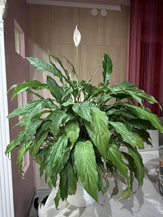 Спатифіллум Spathiphyllum