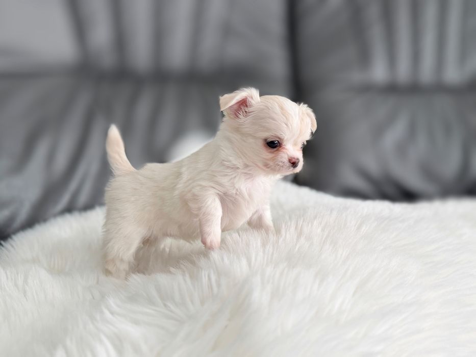 Chihuahua dlugowlosa MINI laleczka zkwp/fci