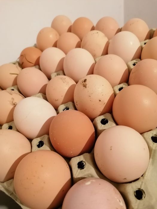 Sprzedaż swojskich jaj