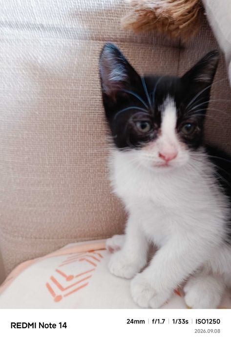 Gato bebé para adoção responsável