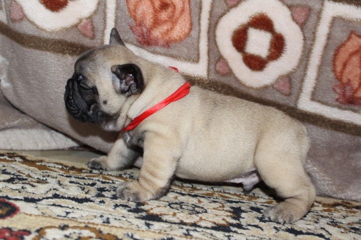 Французский бульдог Мальчики красные и палевые Одесса