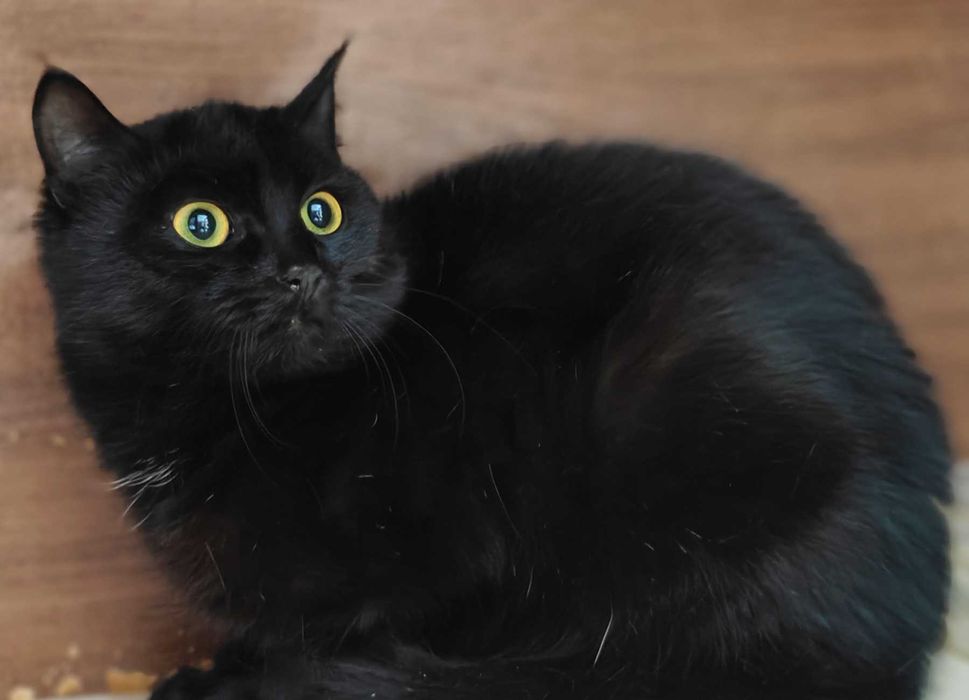 Клітка — не його доля. Боря (кіт, 8 місяців)