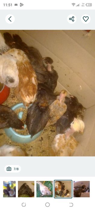 Курчата несучка домінанти ,чорний джерсійський