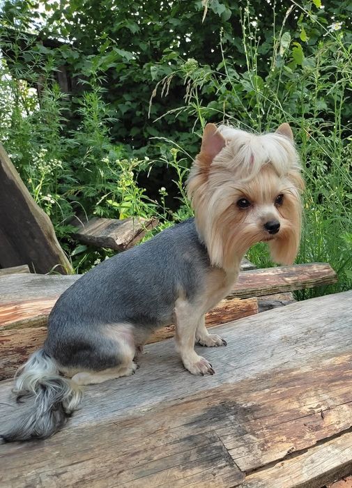 Ищем жениха йорка