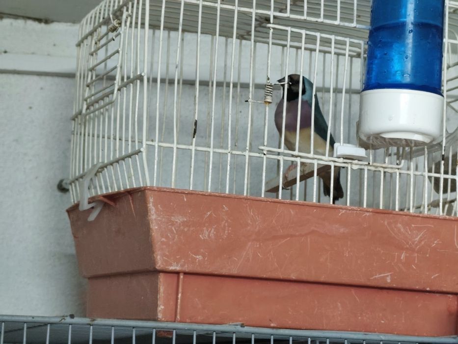 Vendo diamante gould