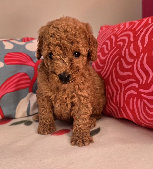 Piesek mini goldendoodle