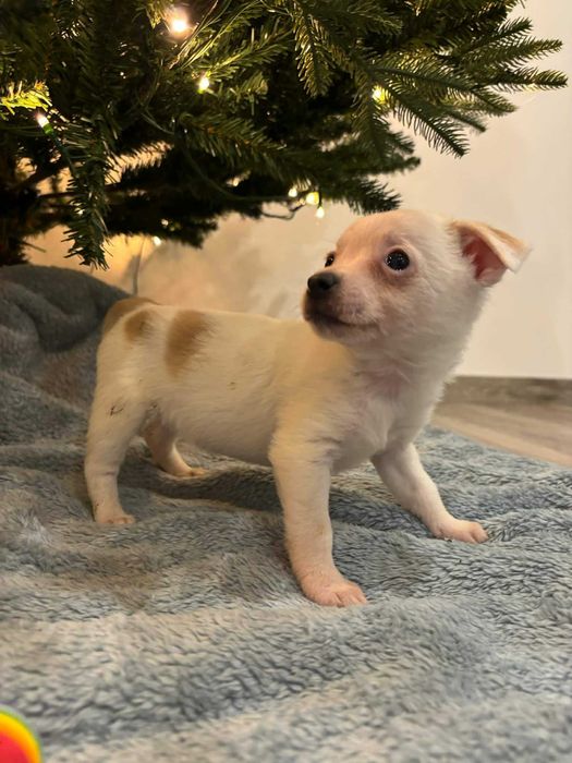 Maleńkie łapki, wielkie serce – poznaj Lady”