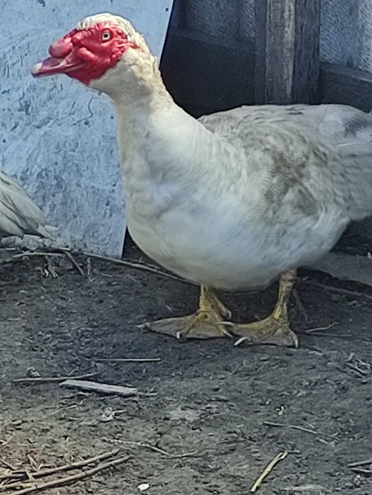 Яйце мускусної качки.