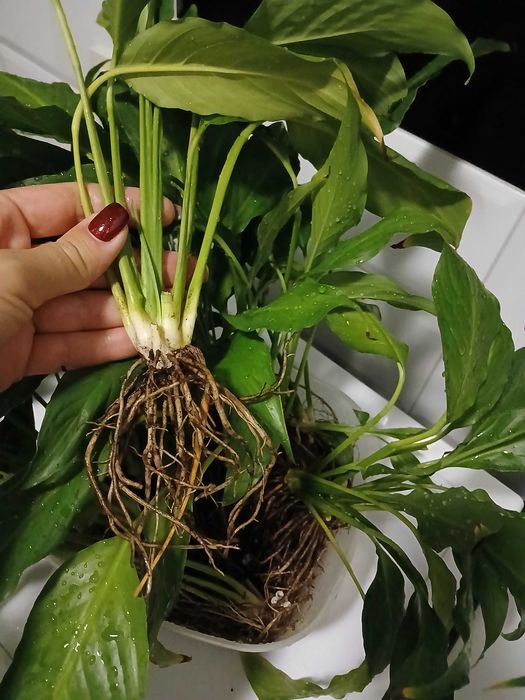 Кімнатна квітка Спатіфілум