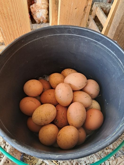 Ovos de galinhas Caseiras