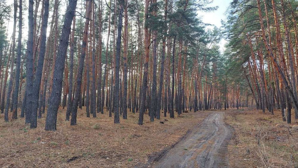 Продам дом с. Чемужовка Хвойный лес