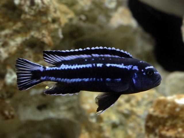 MISIEKZOO Pyszczaki - Pyszczak maingano / w ofercie 25 gatunków
