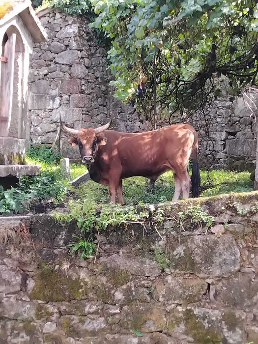 Bovinos machos raça Cachena
