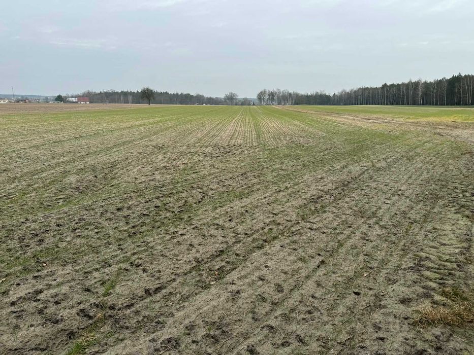 Sprzedam 4ha ziemi w jednym kawałku 90mx460m