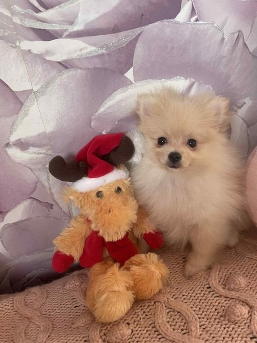 Pomeranian szpic miniaturowy suczka kremowa z rodowodem