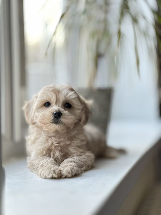 Мальтипу елітні щенки мальтіпу. _) вірний друг та компаньйон.
