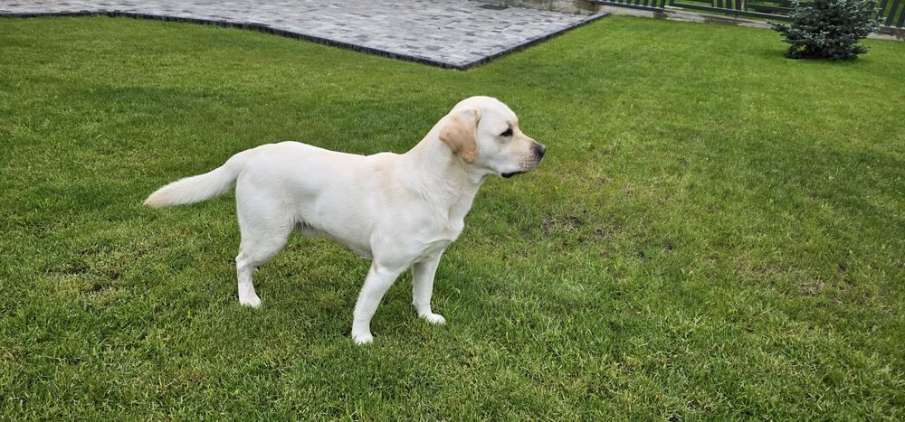 Лабрадор для злучки