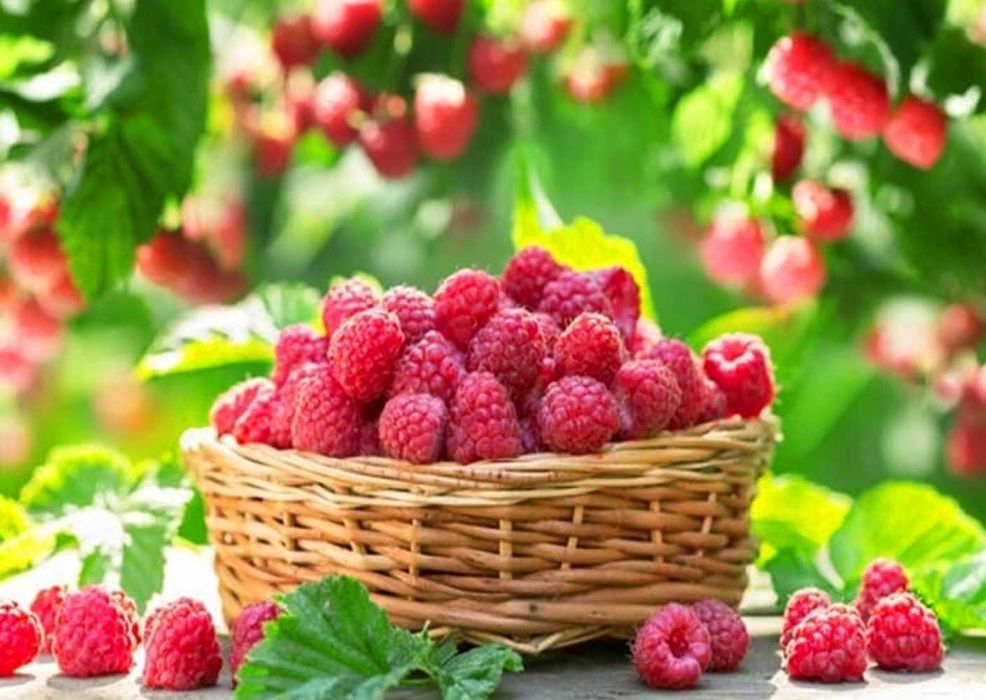 Ремонтантна малина з високою врожайністю та великими ягодами купити