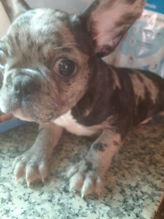 Buldog Francês blue Merlle