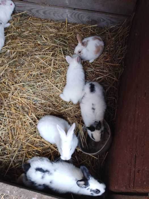 Продаються кролі