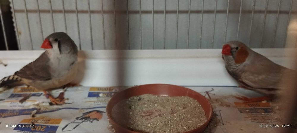 Zeberki pary - rudolice