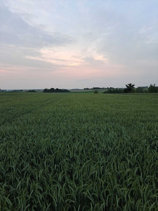 Sprzedam pszenżyto polo ,owies